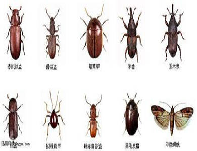 仓储害虫